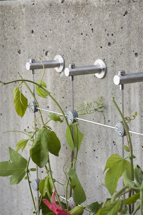 Wire trellis for climbing plants .